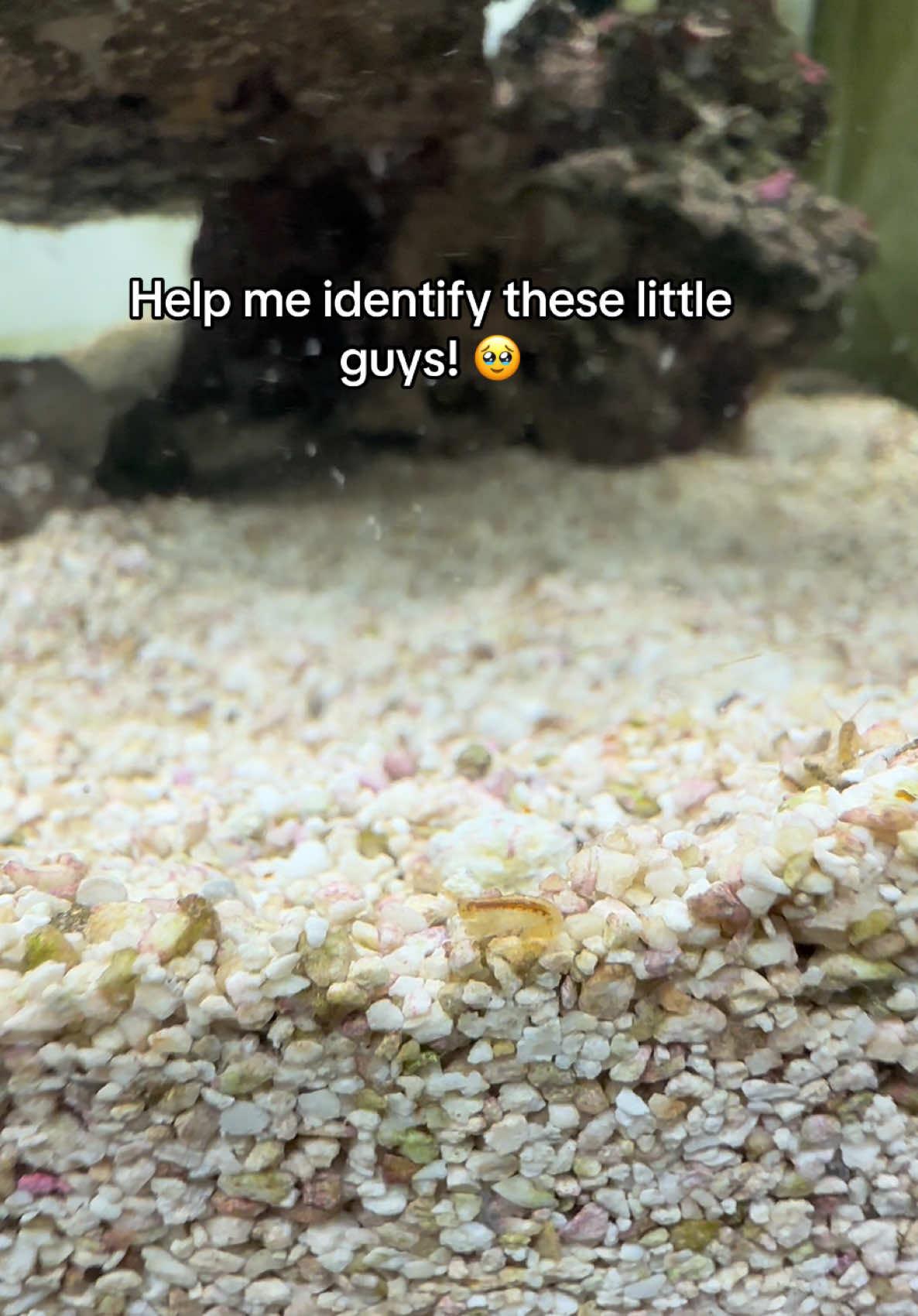 @ReefSync