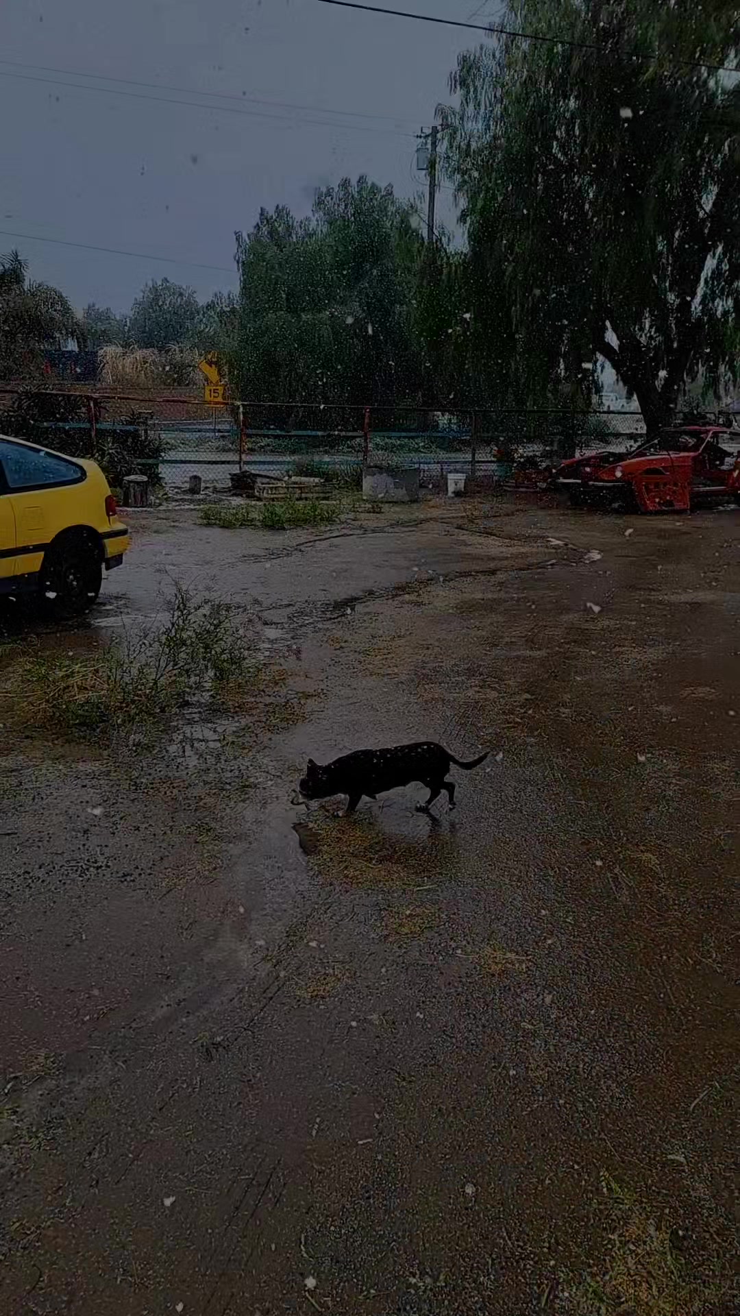 @Margarita Reyez