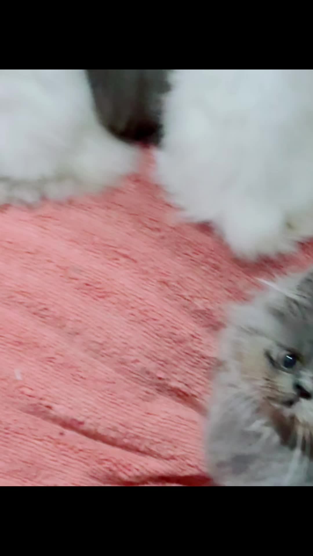 @PersianKitten