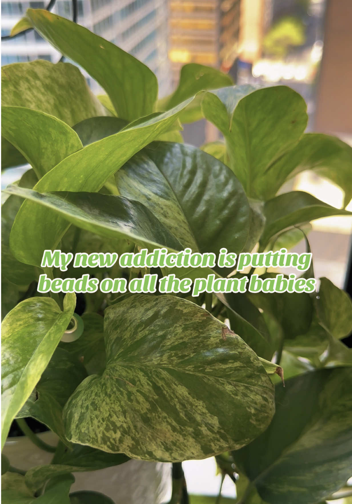 @Plant Girly 🪴
