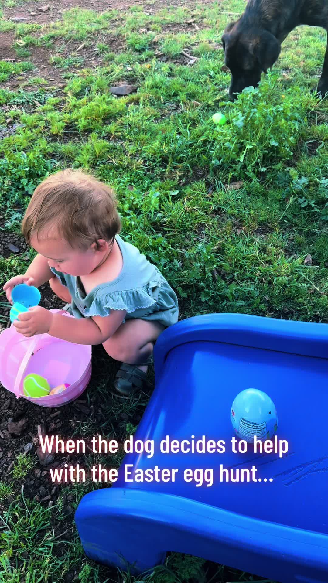 @Tucker&ensp;the&ensp;&lsquo;BLUE&ensp;HEELER&rsquo;