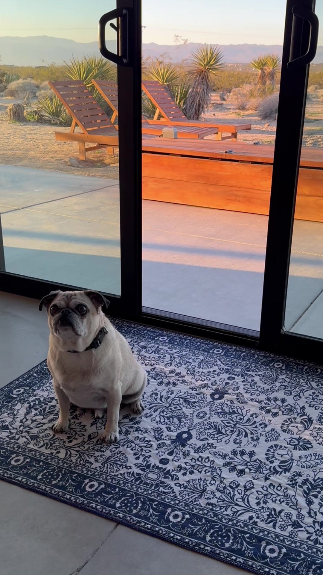 @Lovewag Pets