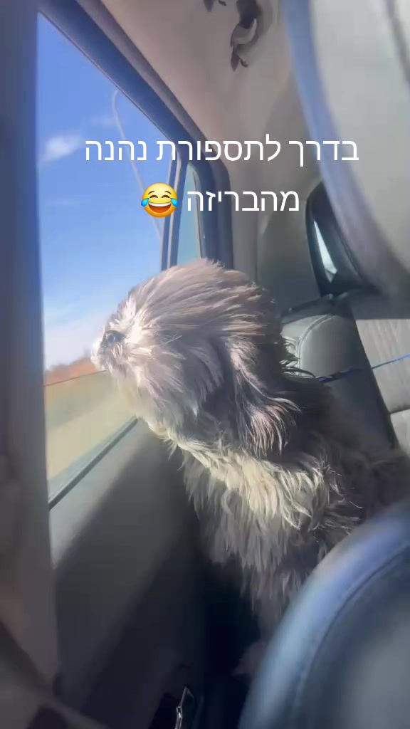 @שושי גאלסולקר