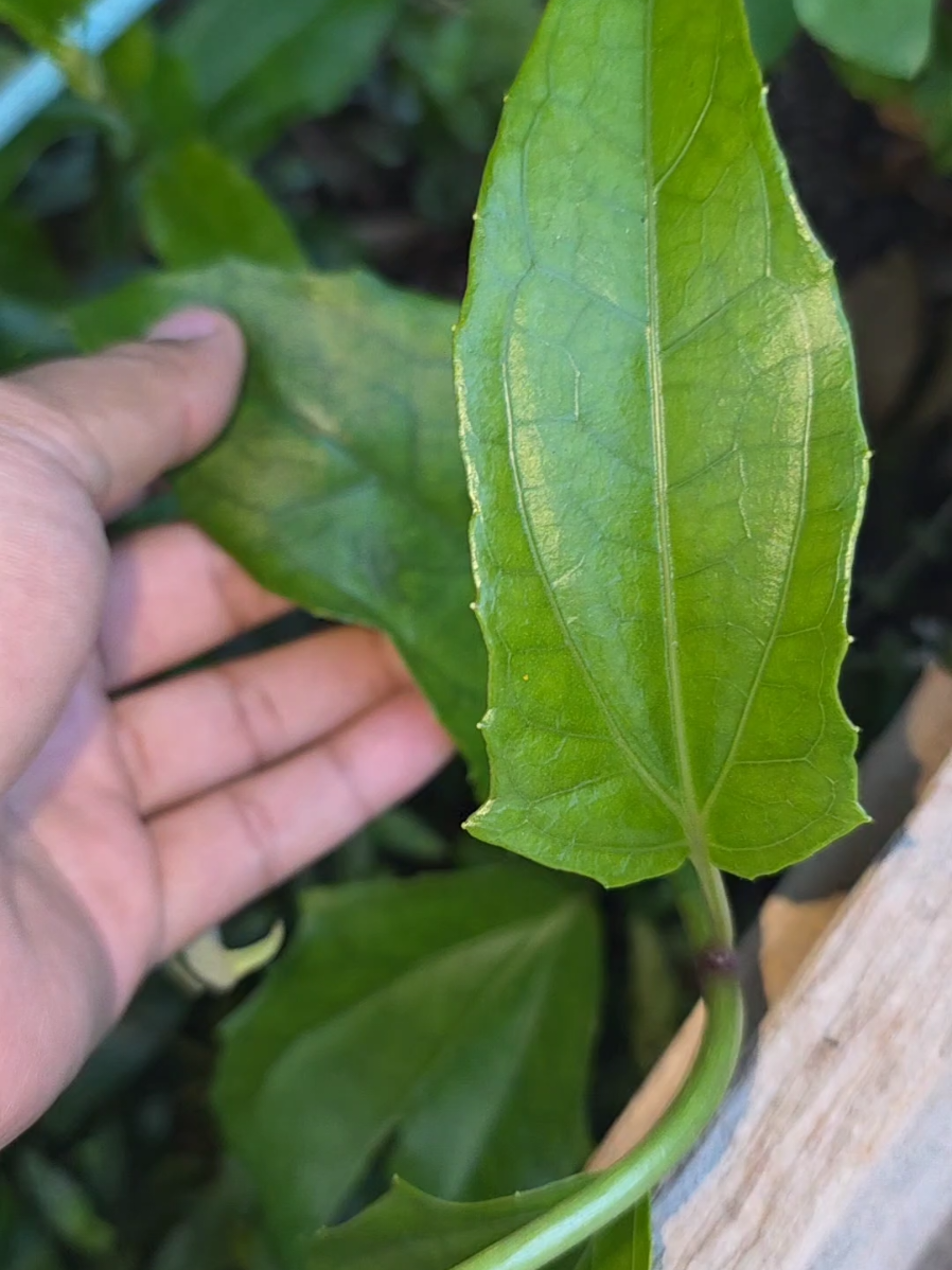 @Dicas e Receitas Naturais