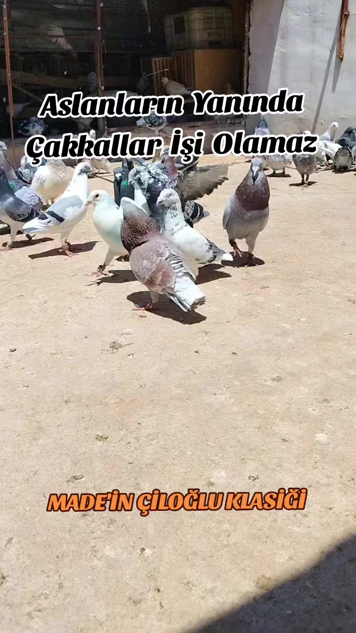 @&Ccedil;İLOĞLU KLASİĞİ