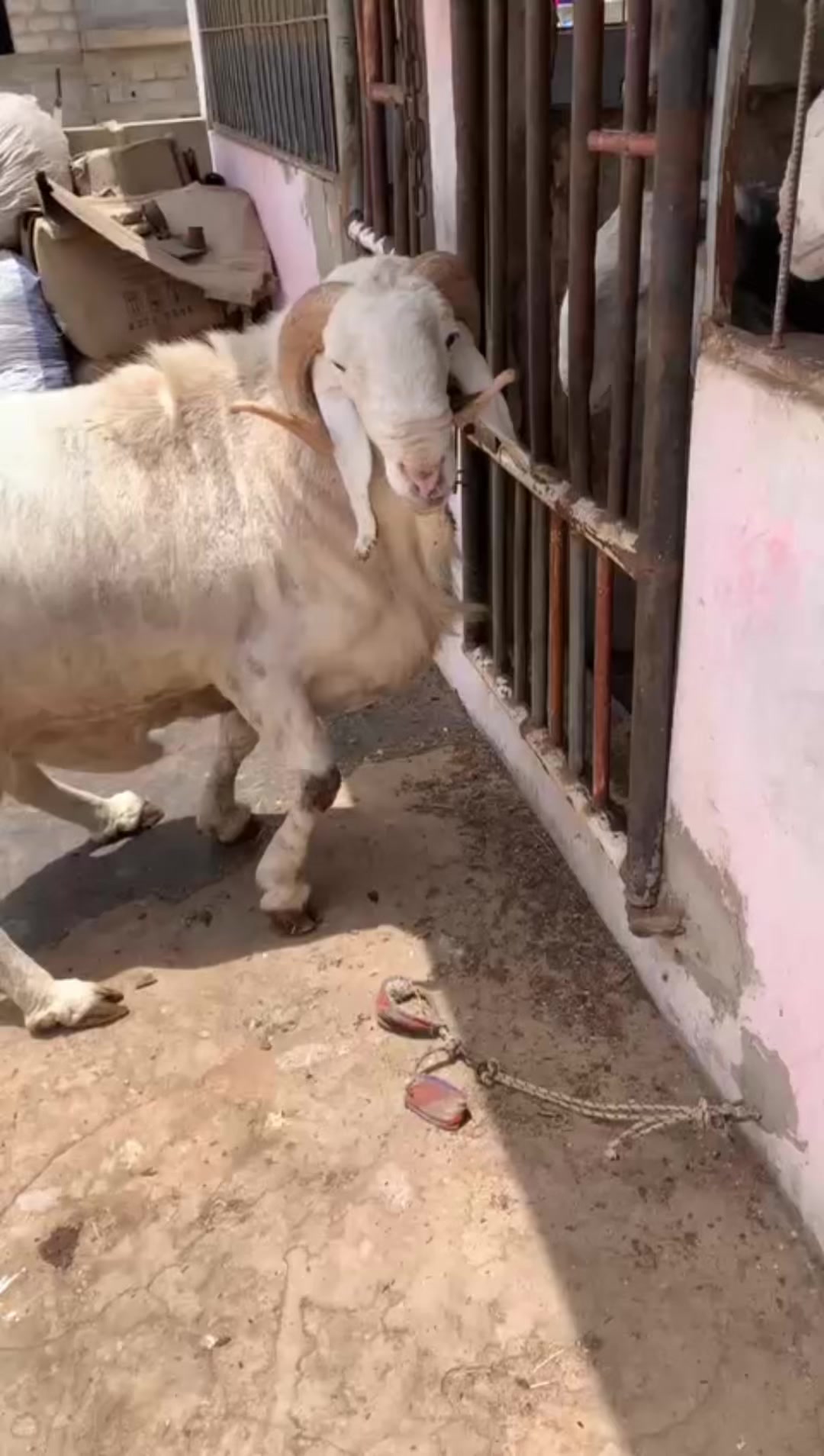 @L &eacute;levage de beug borom touba
