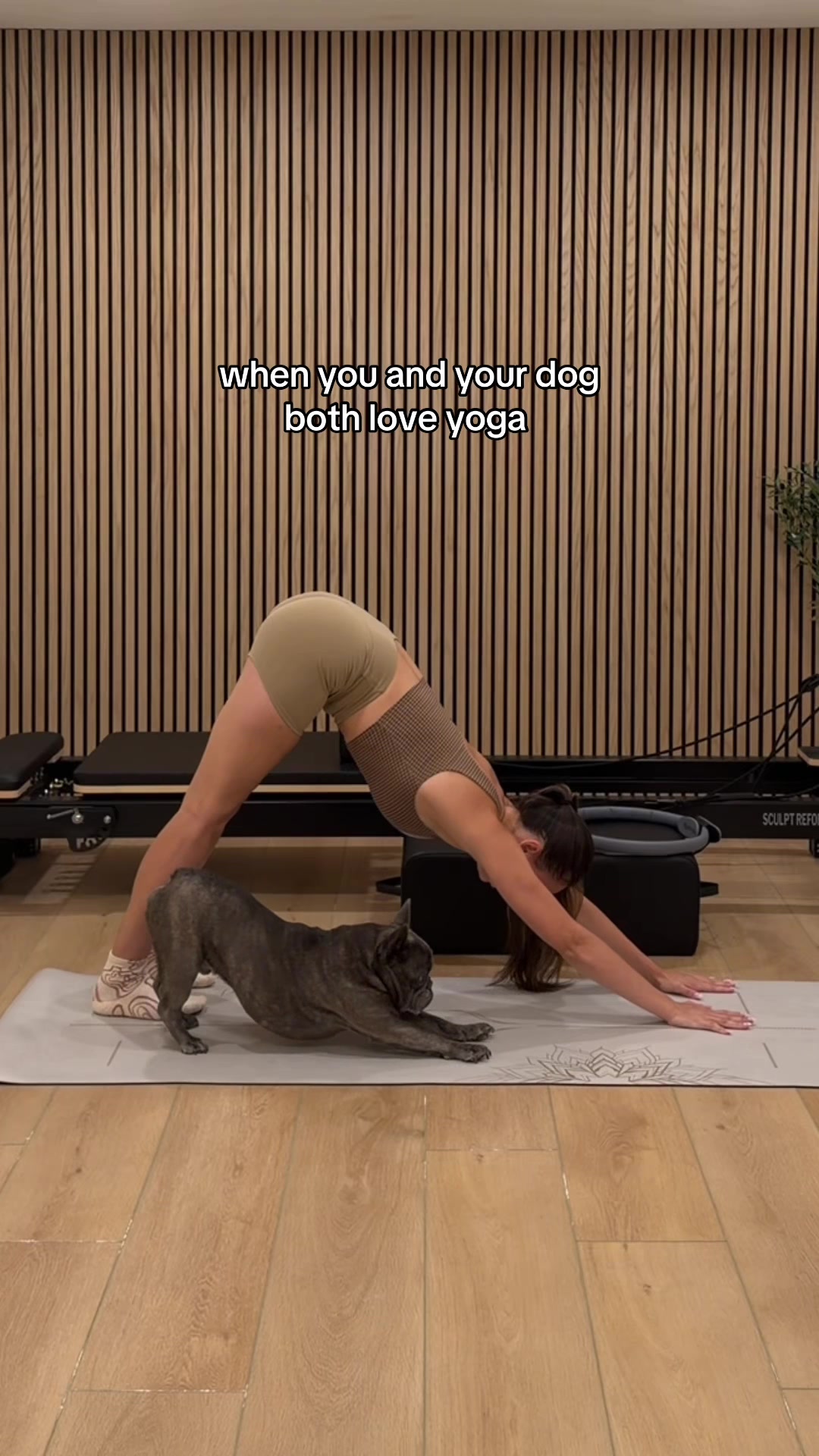 @Winston & Charlie 🐾