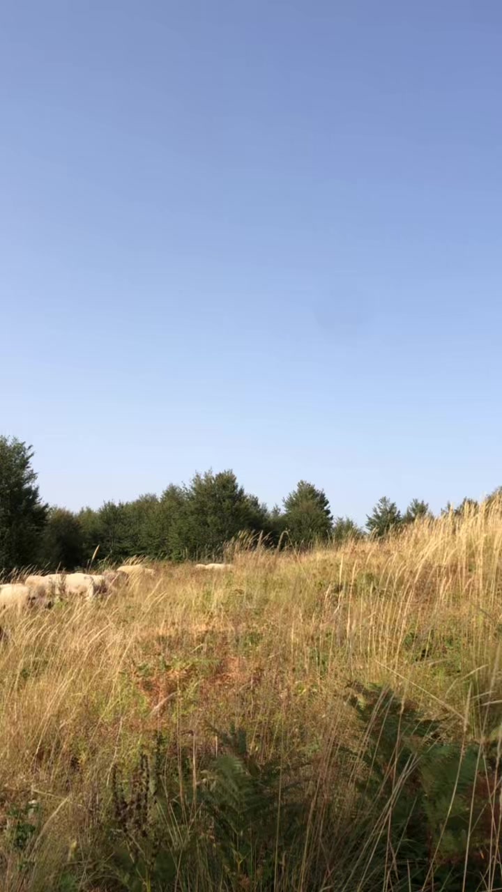 @Blektoria_Dedaðððïžðïž