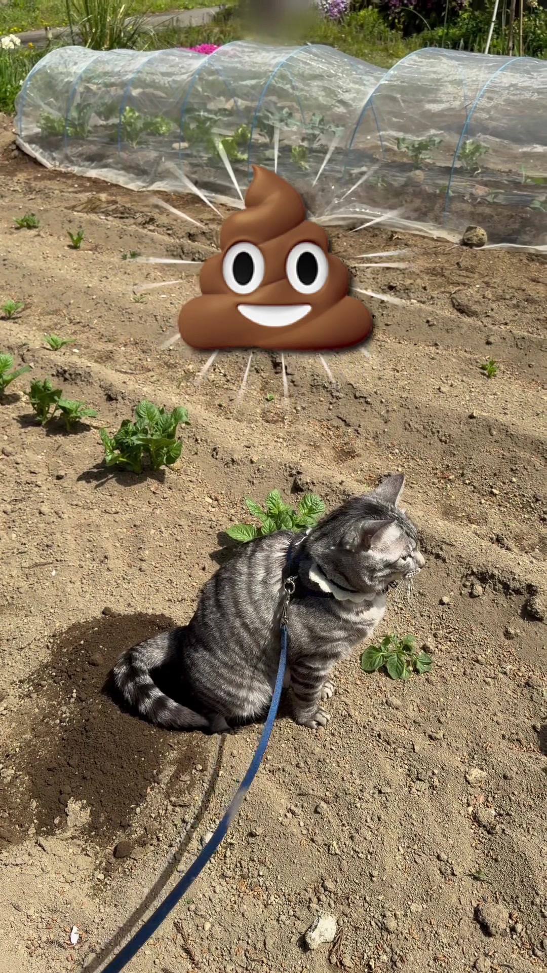 @お散歩大好きもんぶらん🐈