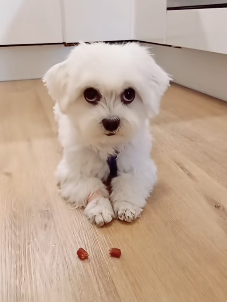 @Malteser Prinz Jerry