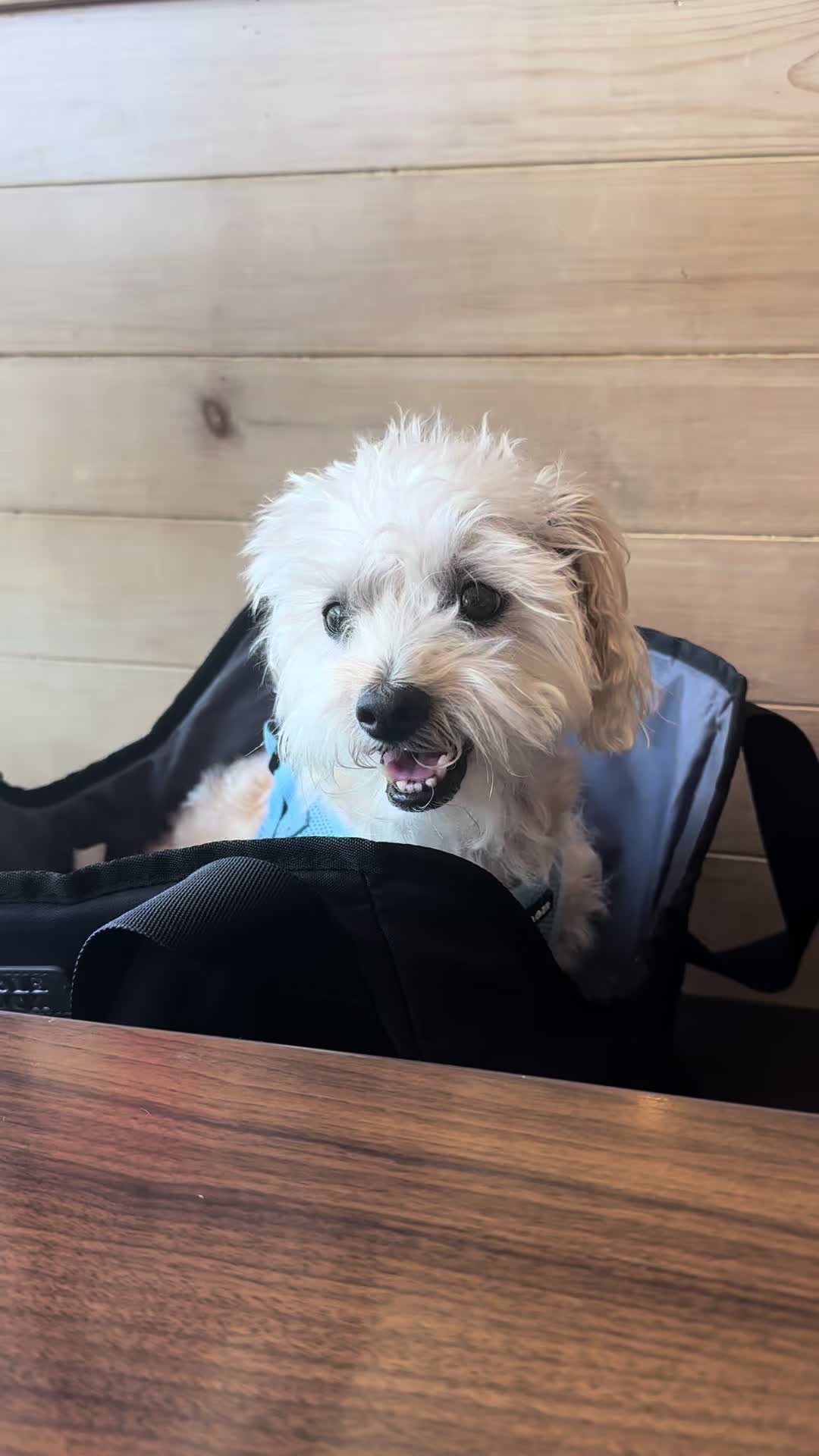 @He Was A PoodleBoi