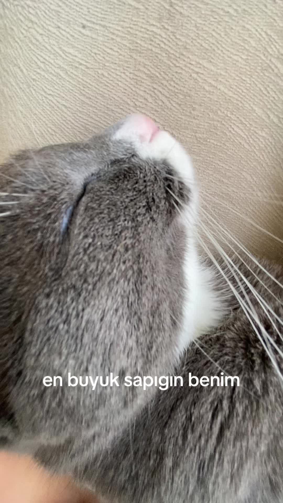 @mangolufuseteatapicisi