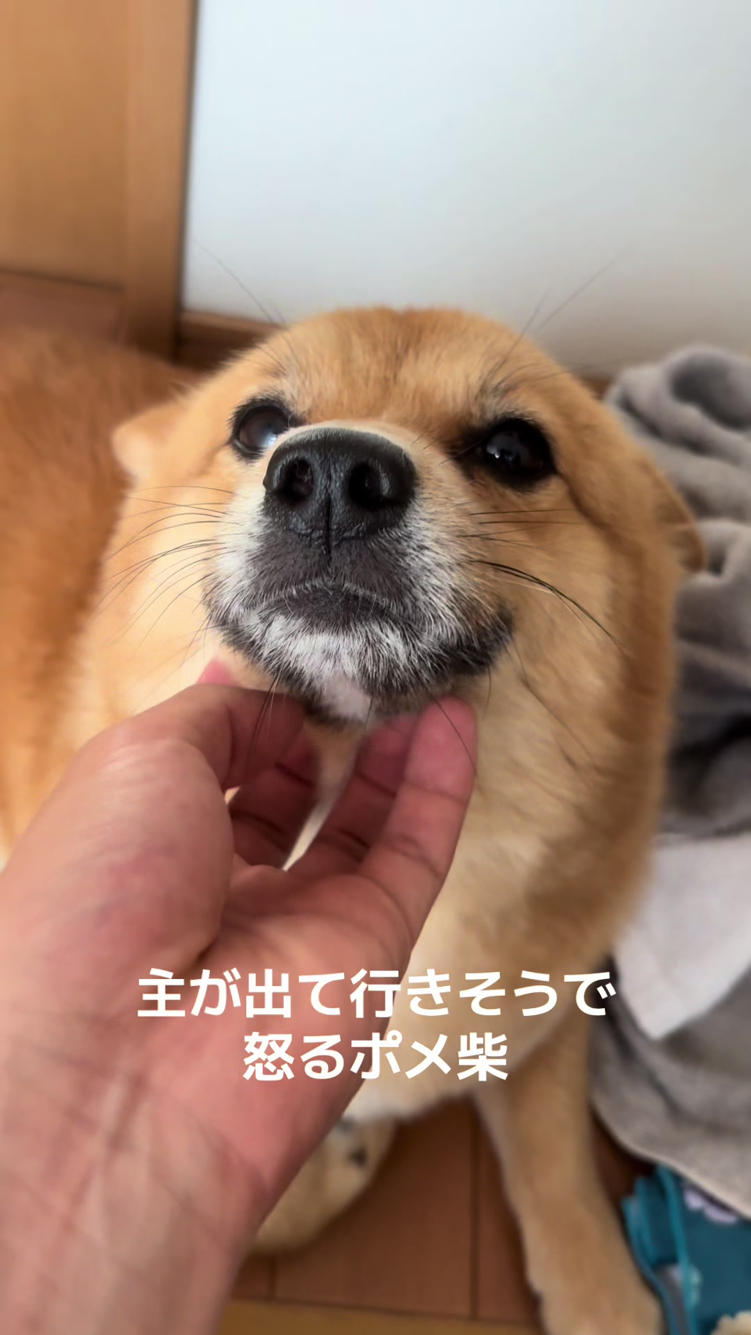 @ポメ柴もなか(もちゃ)୭