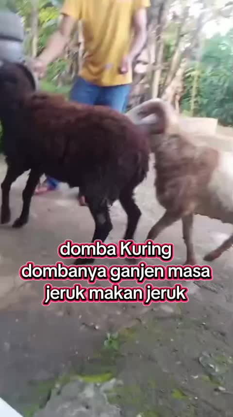 @hirup aing kumaha aing