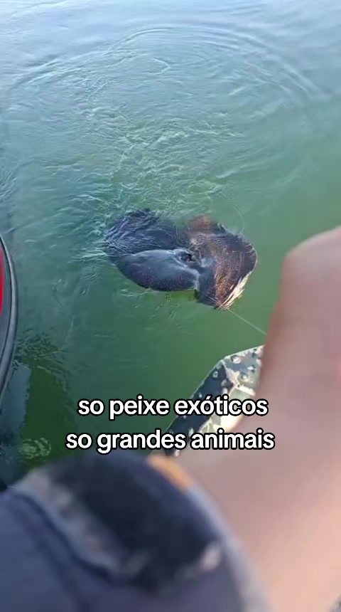 @danilin #taquaiado