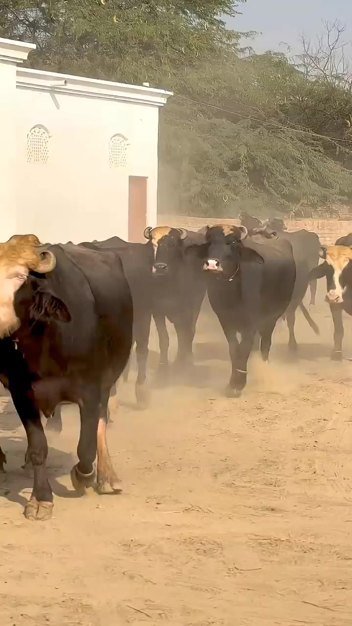@GUJJAR DAIRY FARM
