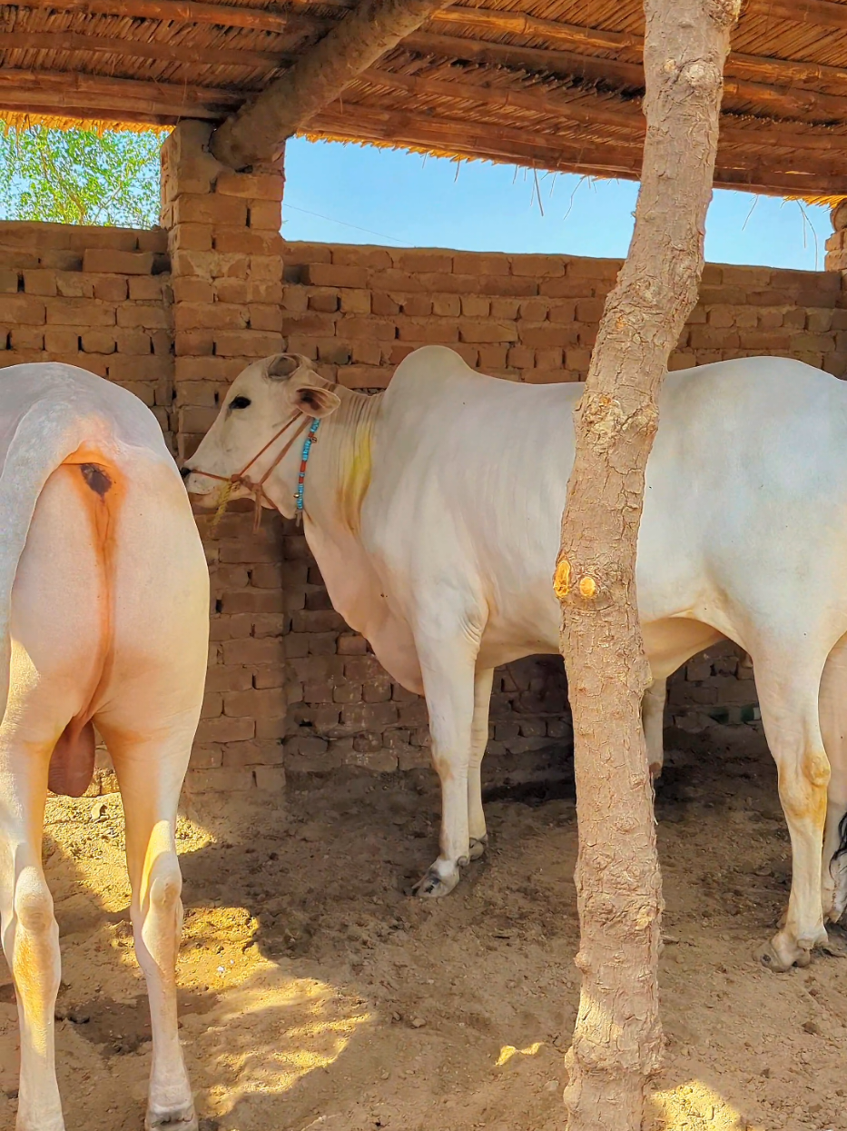 @Larkana Cattle Farm