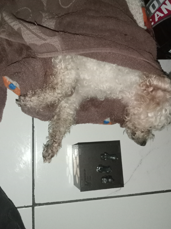 @Laura de los Perros