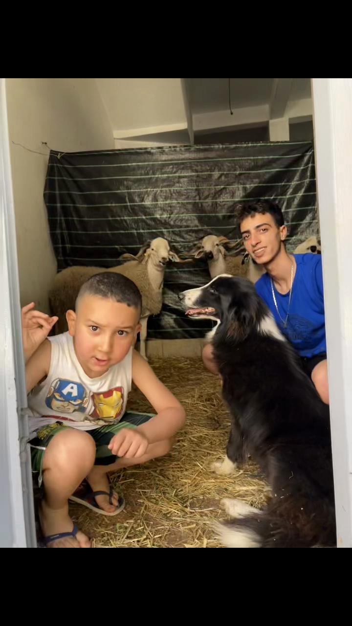 @canicorsoftmalinois