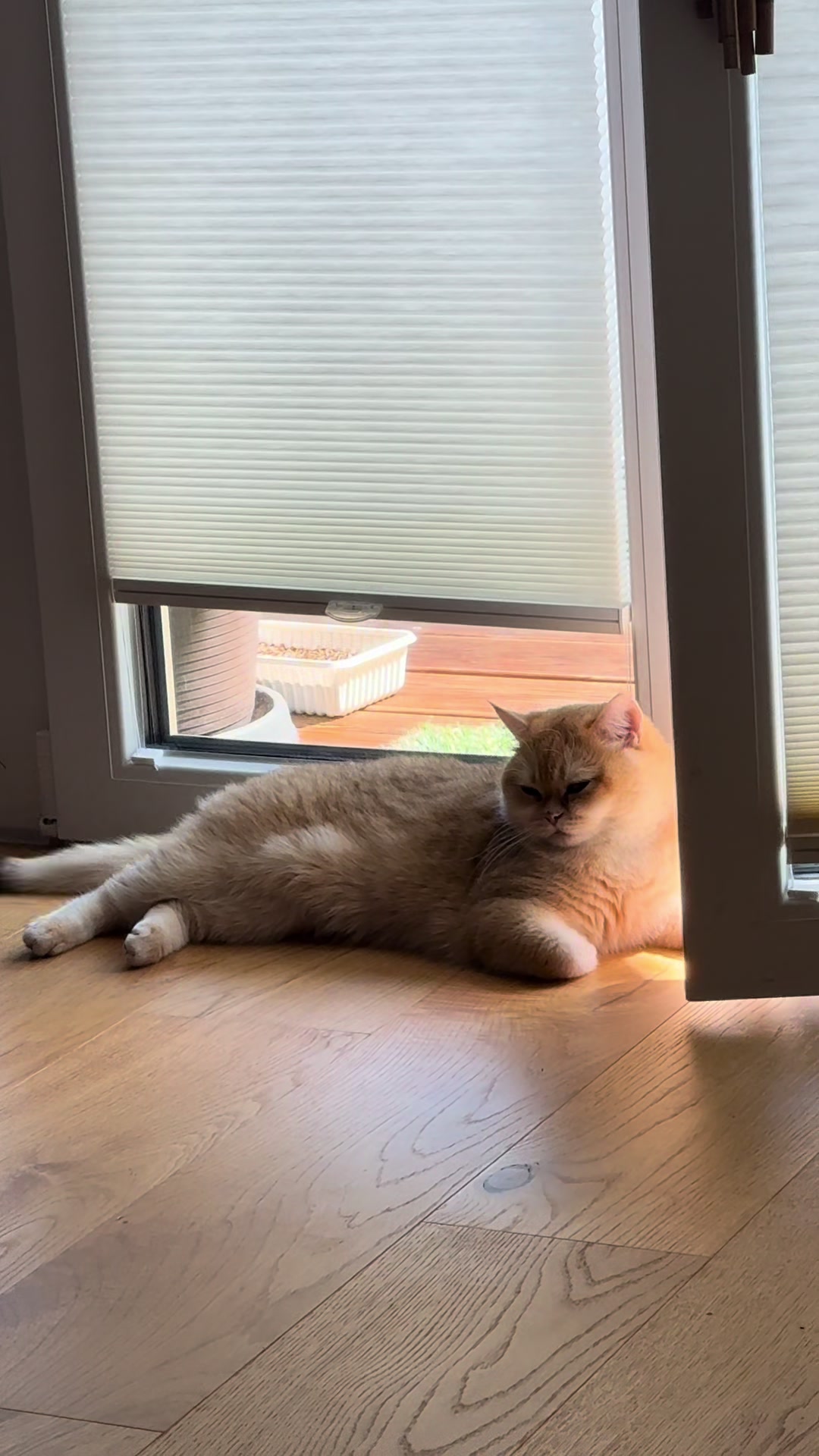 @Sammie_the_Cat