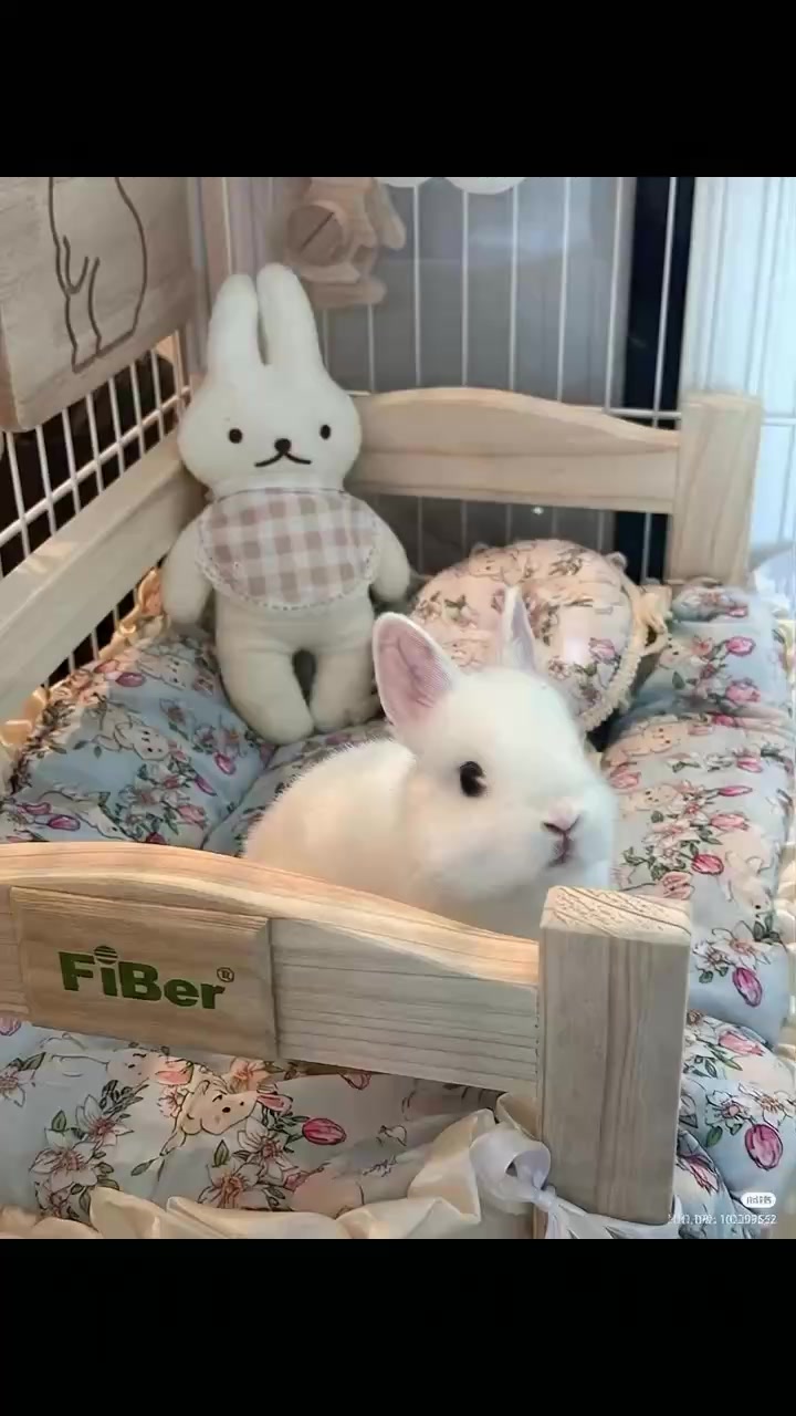@anypet