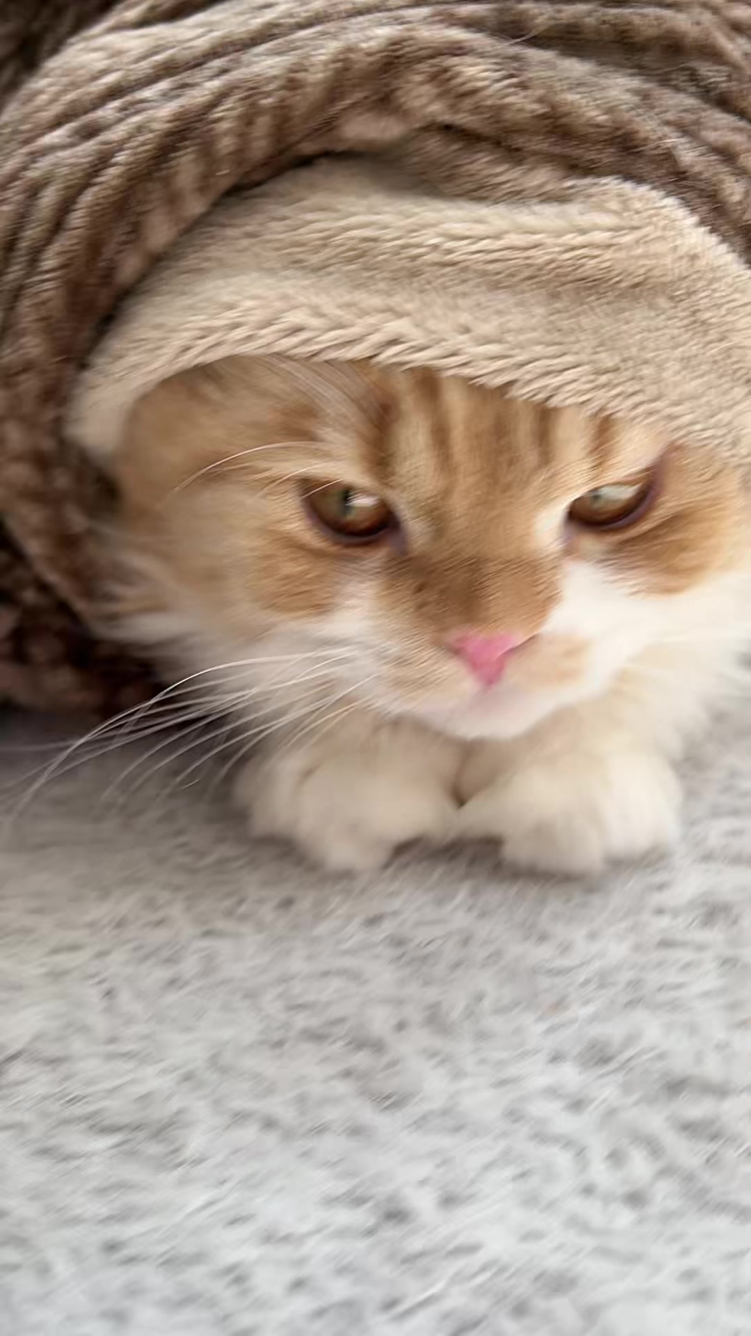 @菜乃🐟🐱