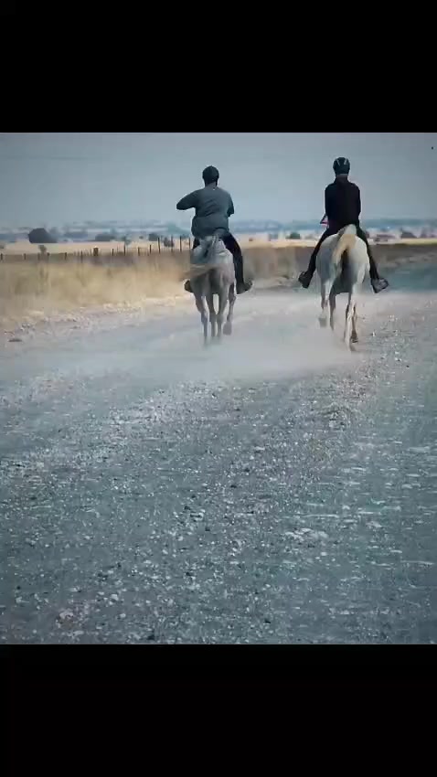 @uitzicht_arabian_stud