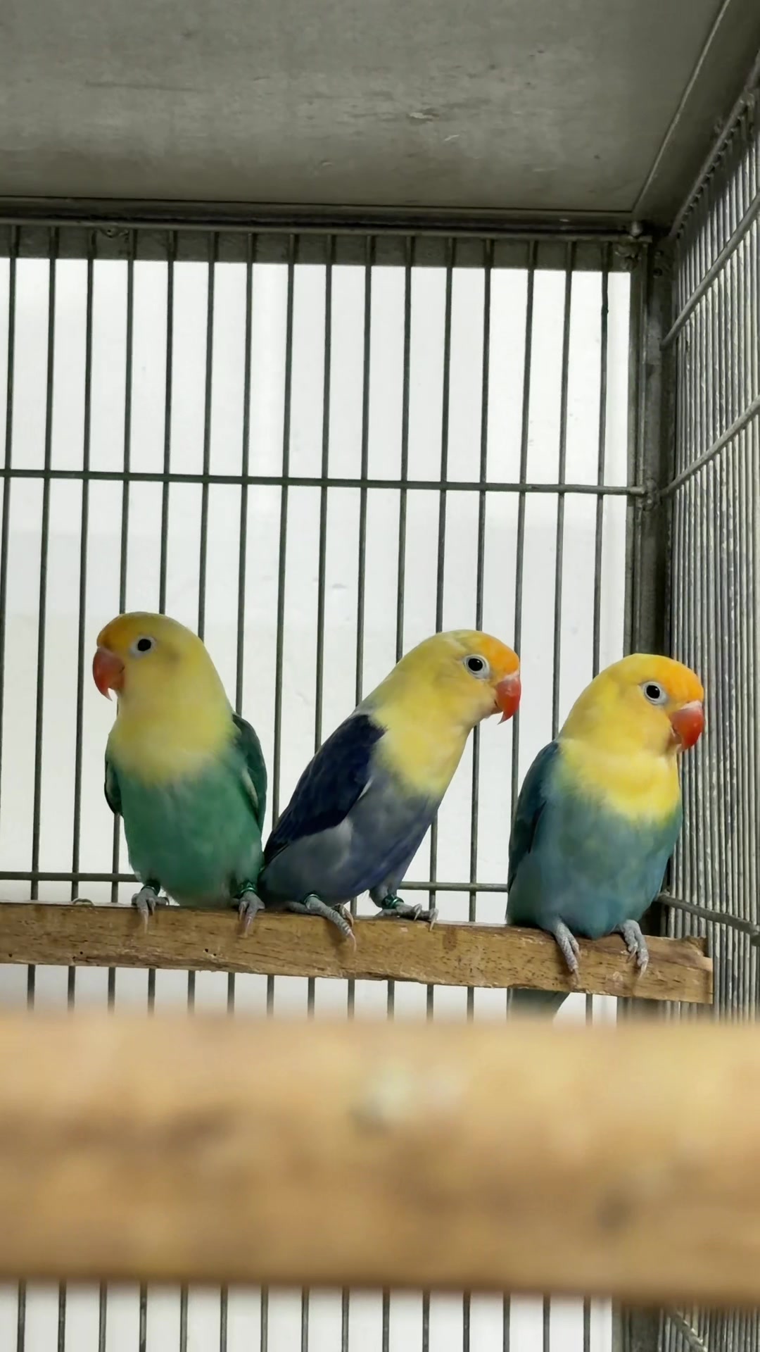 @AdilBirdsFarm