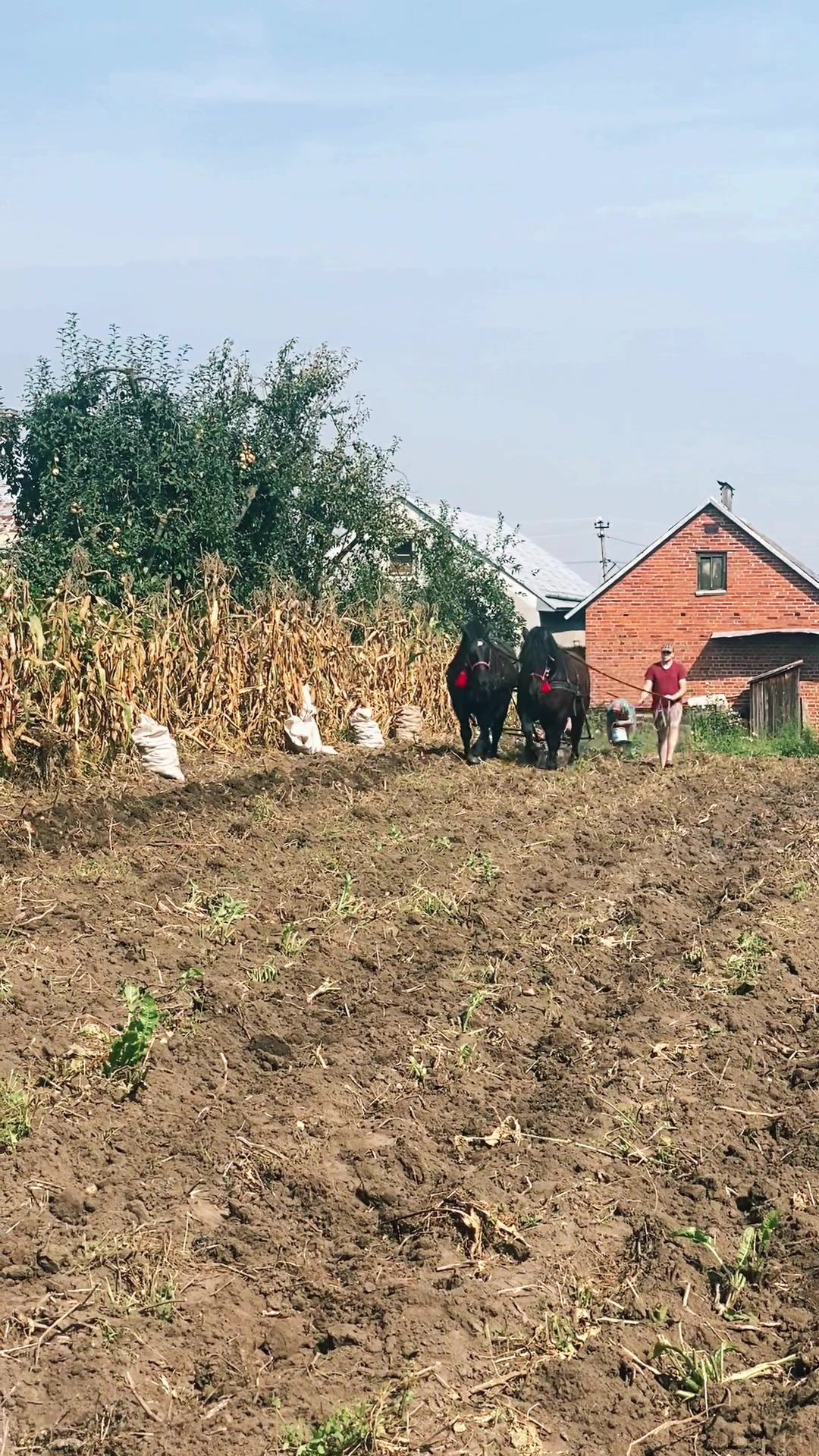 @_horses_farm_syrosh_