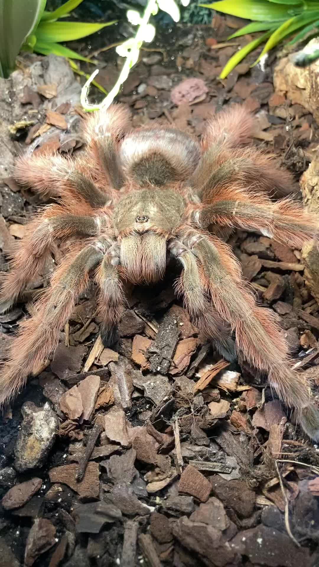 @🕷️𝓛𝓪𝓭𝔂𝓢𝓬𝓪𝓻𝓮🕷️