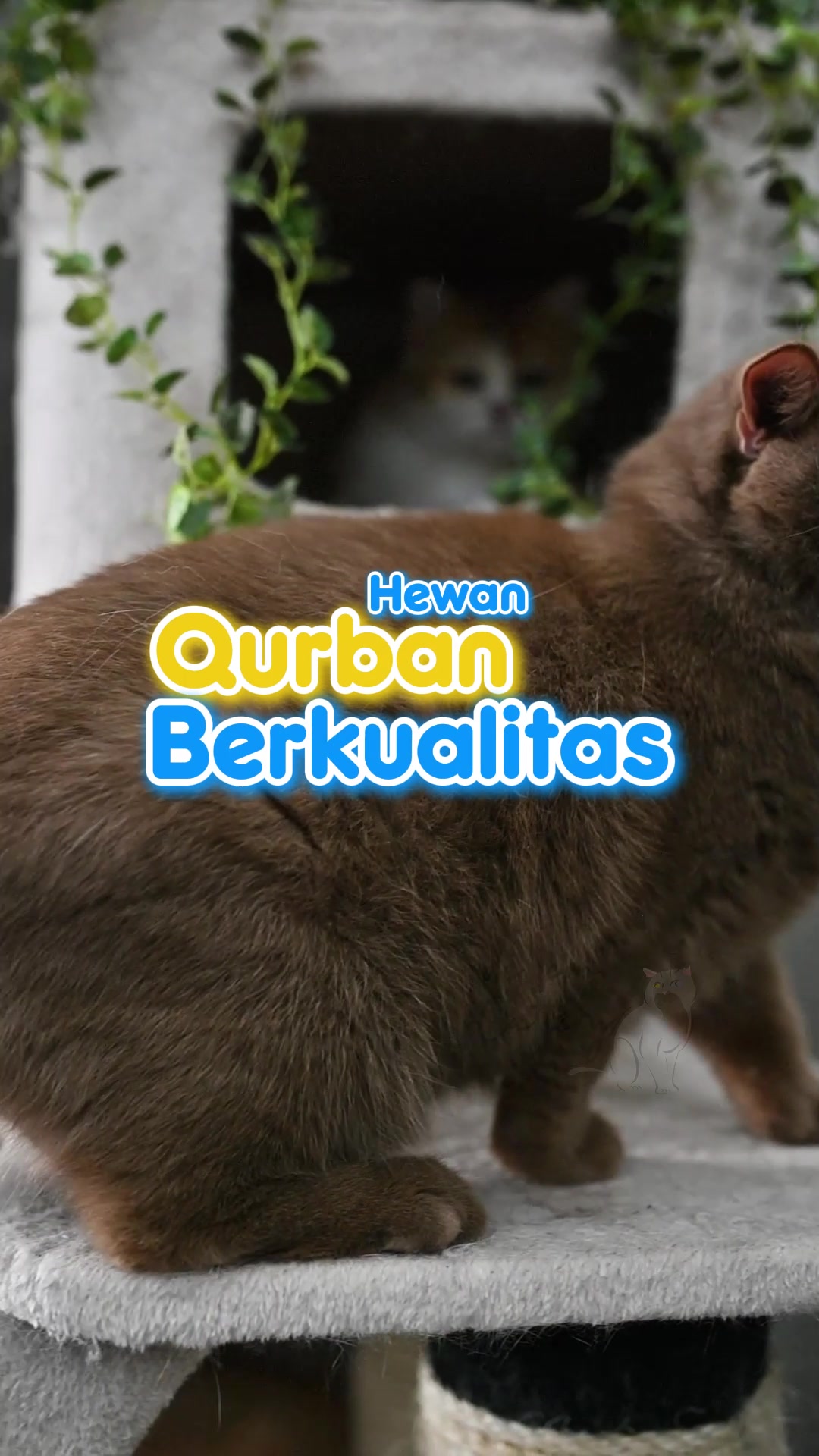 @dutchthebritishcat