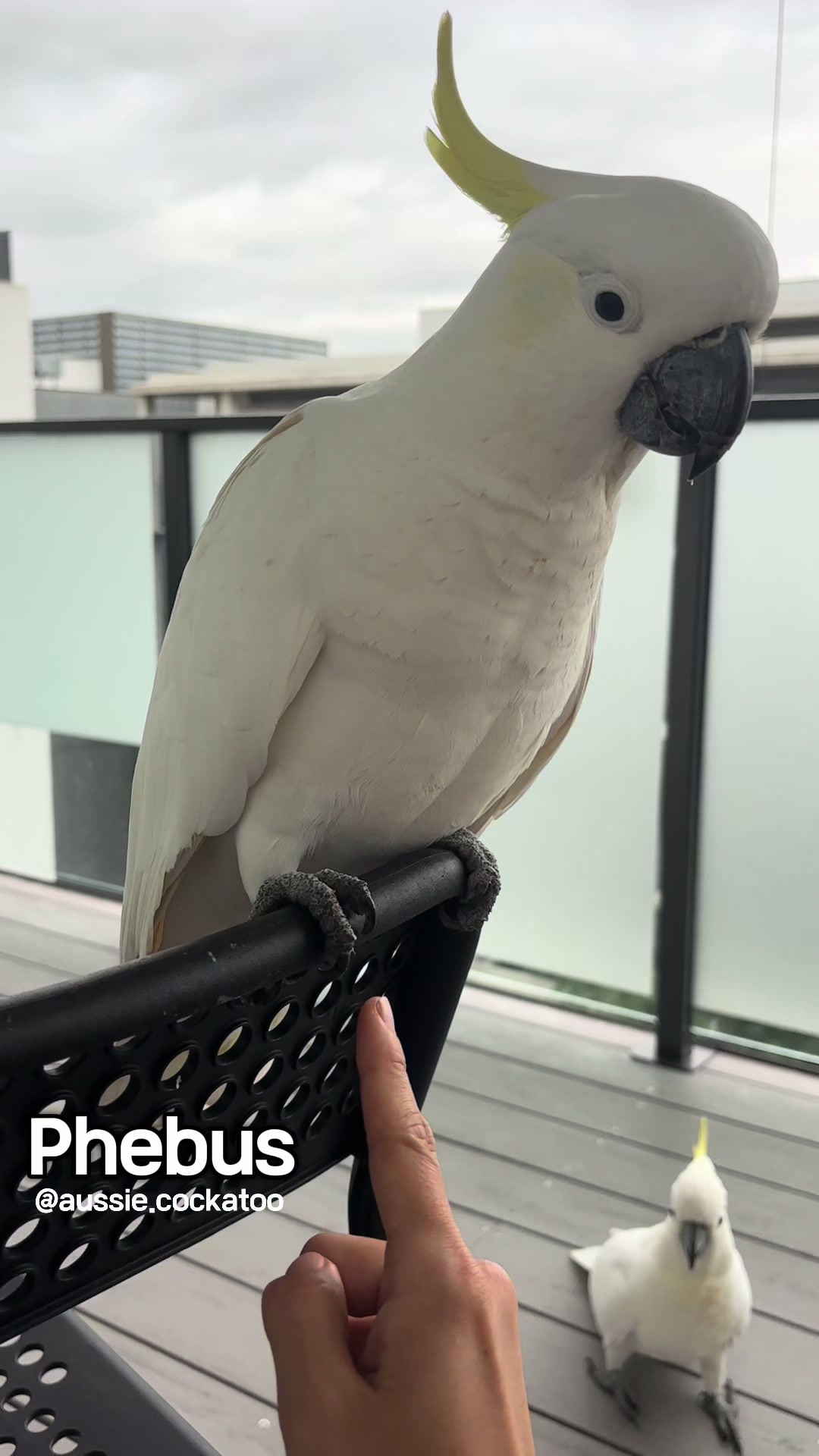 @aussie.cockatoo