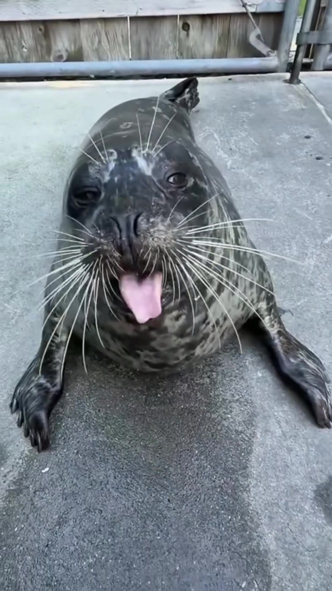 @🩷🎀 seal 🦭🩷