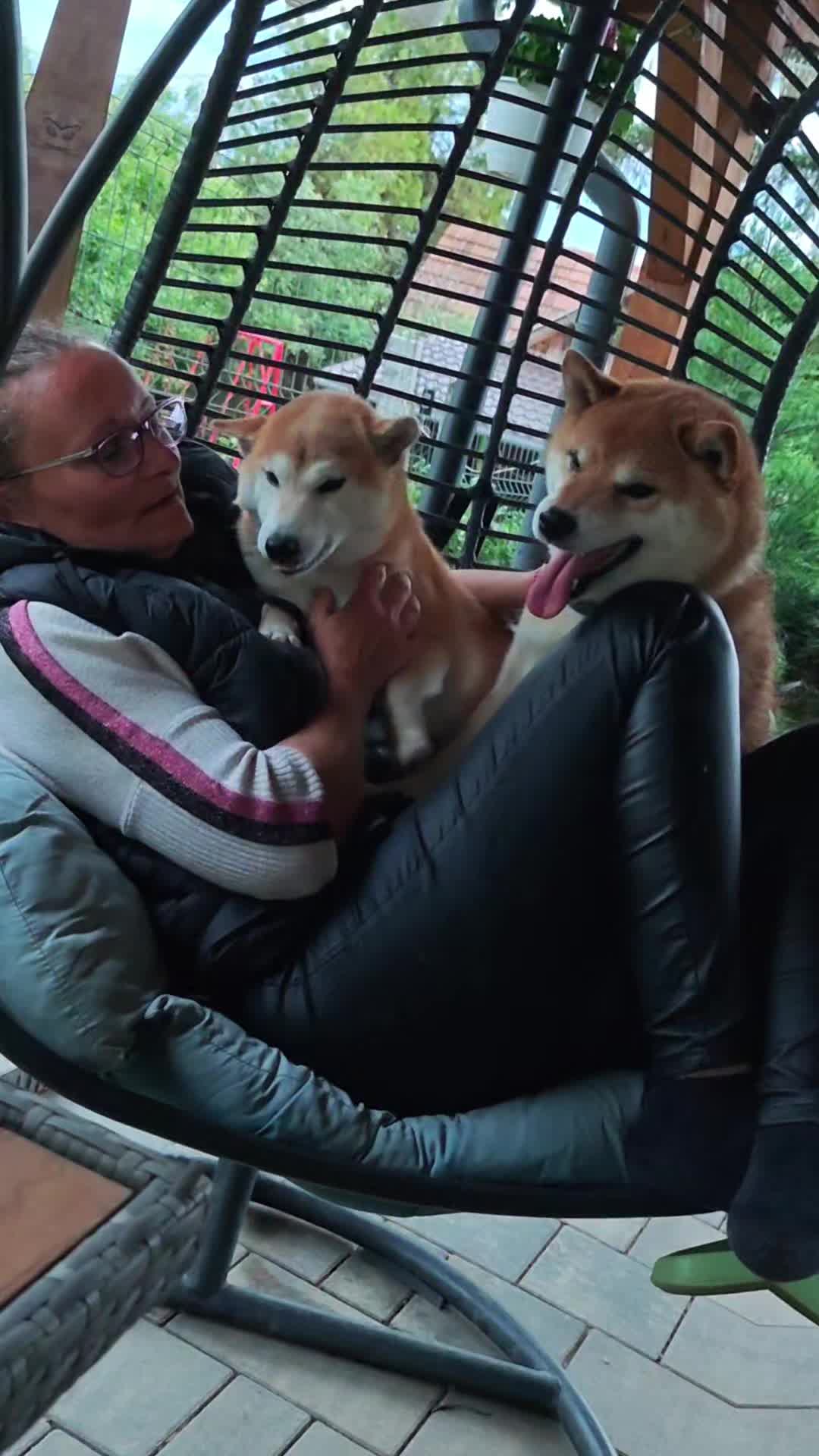 @Spirit of Asia Kennel