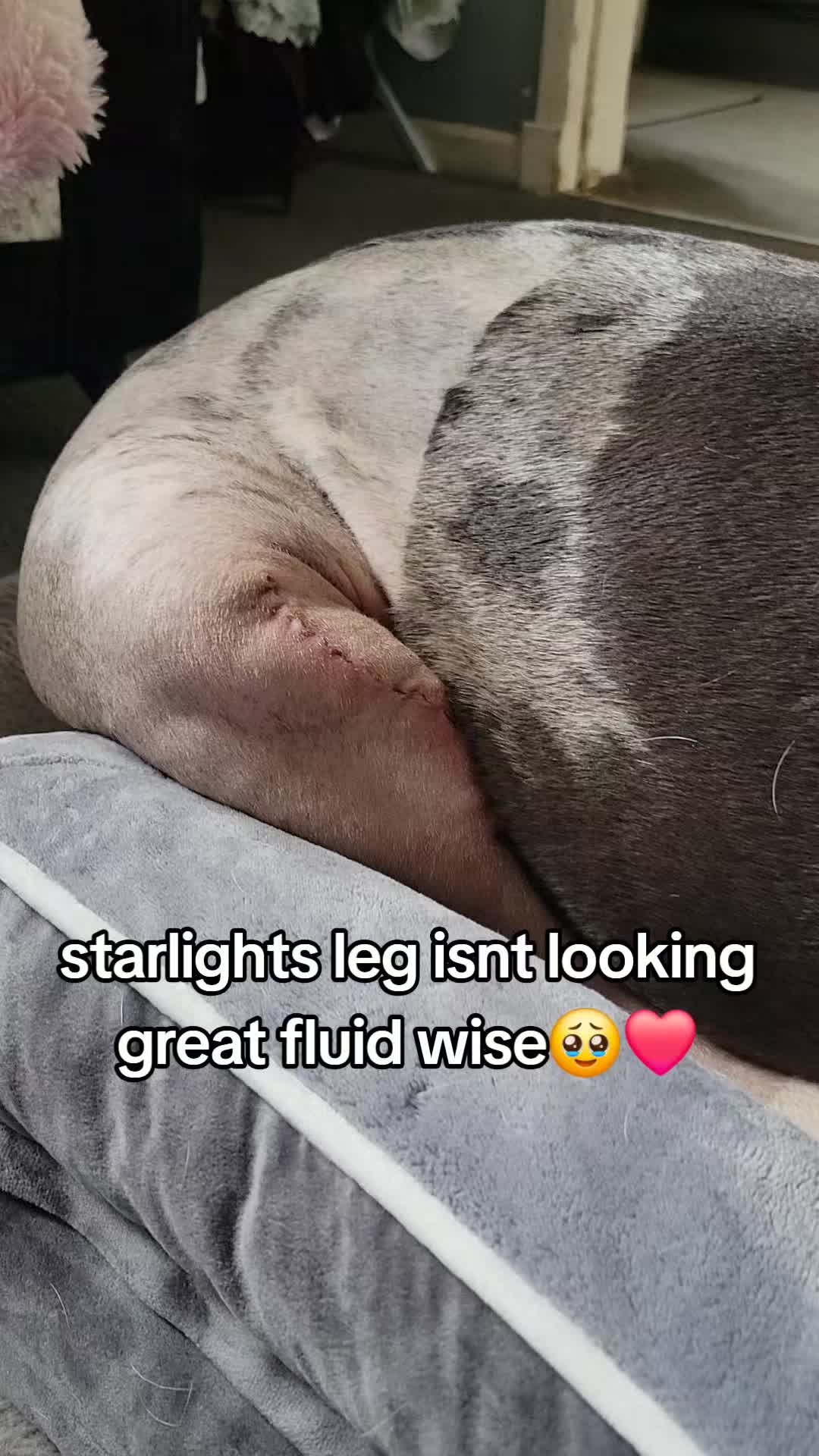 @kirsty+starlight the xl bully