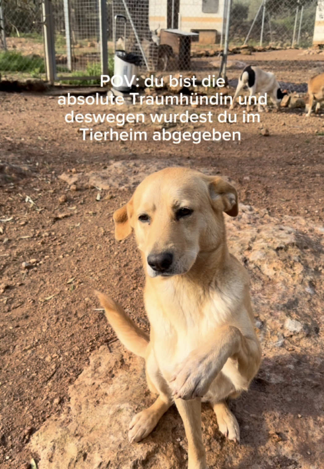 @arcadogsandayleen