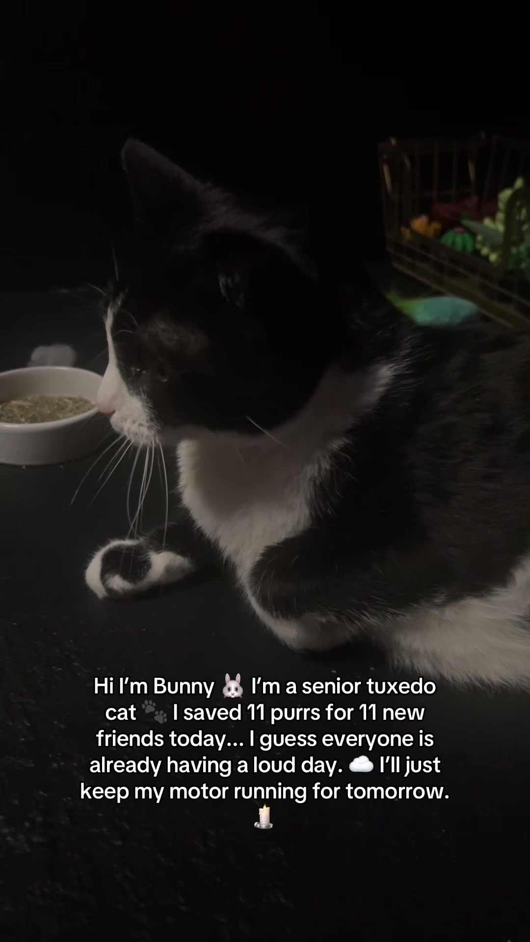 @Bunny