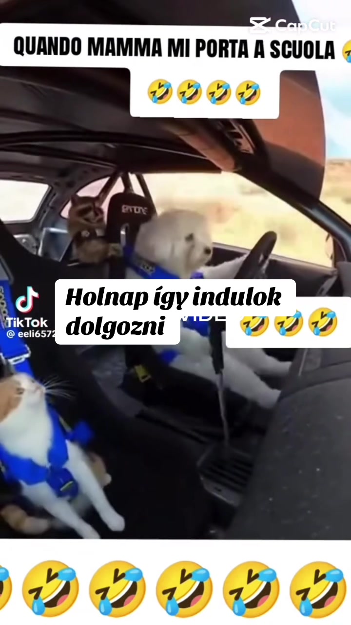 @Lucko Barf & Kutyasüti