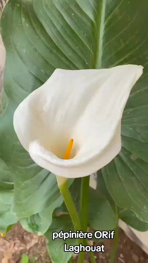 @P&eacute;pini&egrave;re ORIF Laghouat
