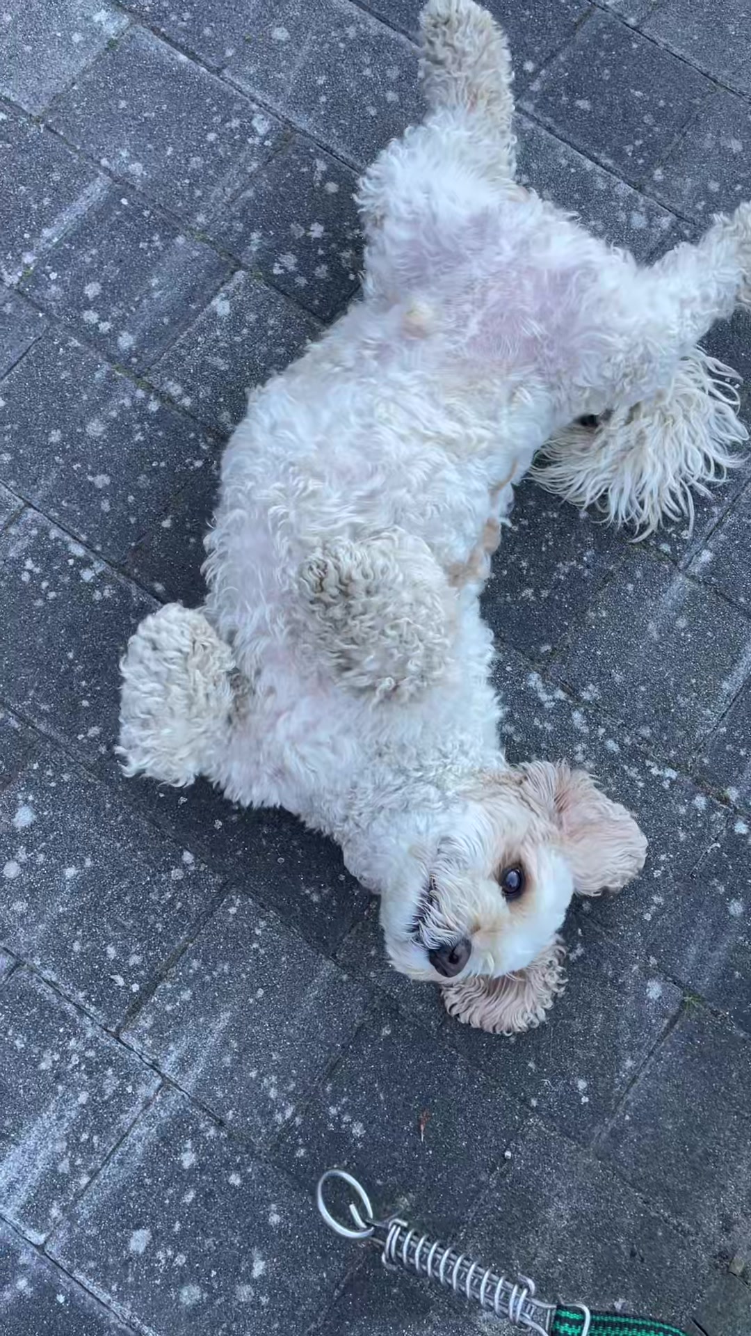 @My Cavachon