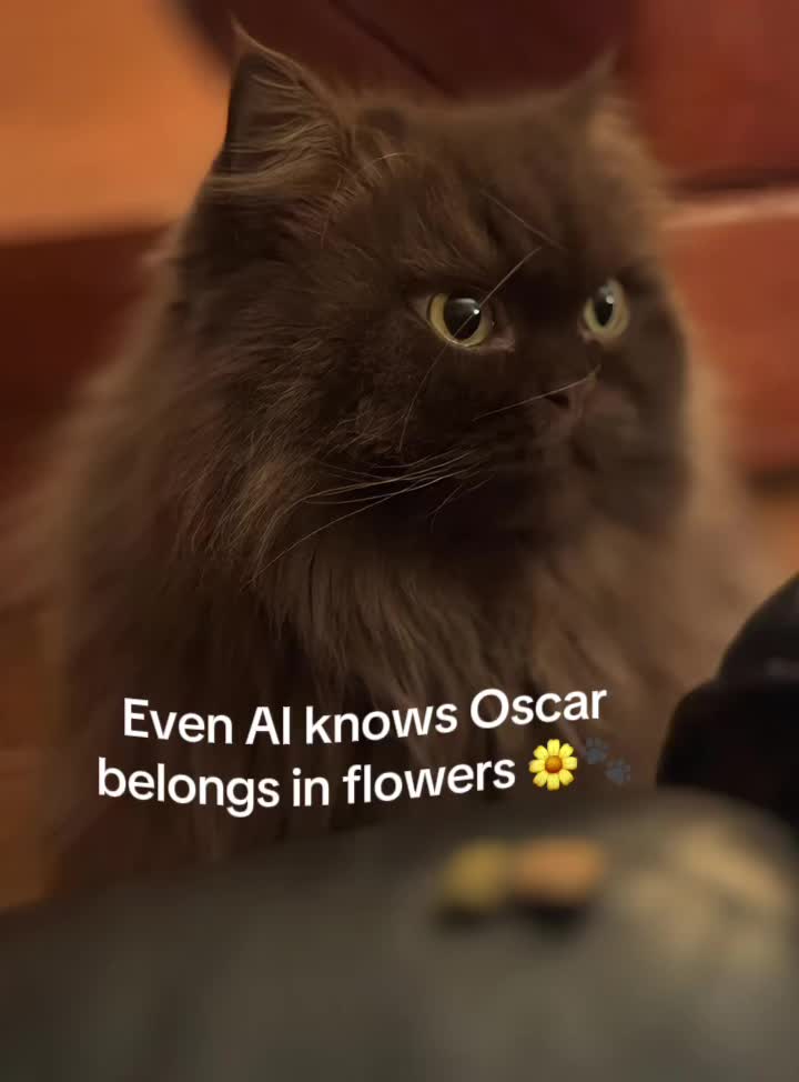 @🇨🇭Oscarlibritishlh🇨🇭