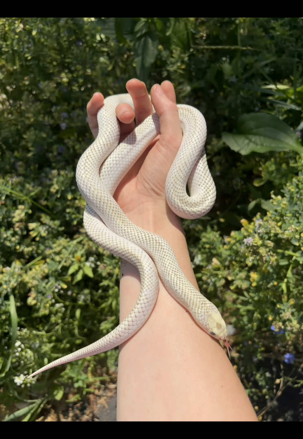 @layla🦎🍃