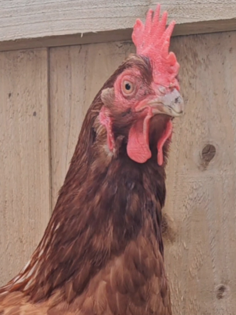 @Waterhouses Wildlife Rescue