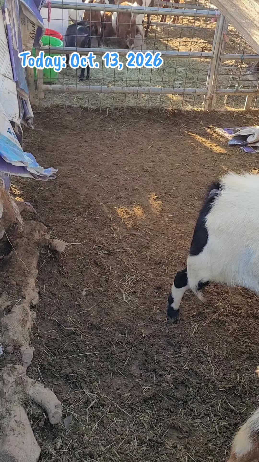 @VioletHorizonsFarm