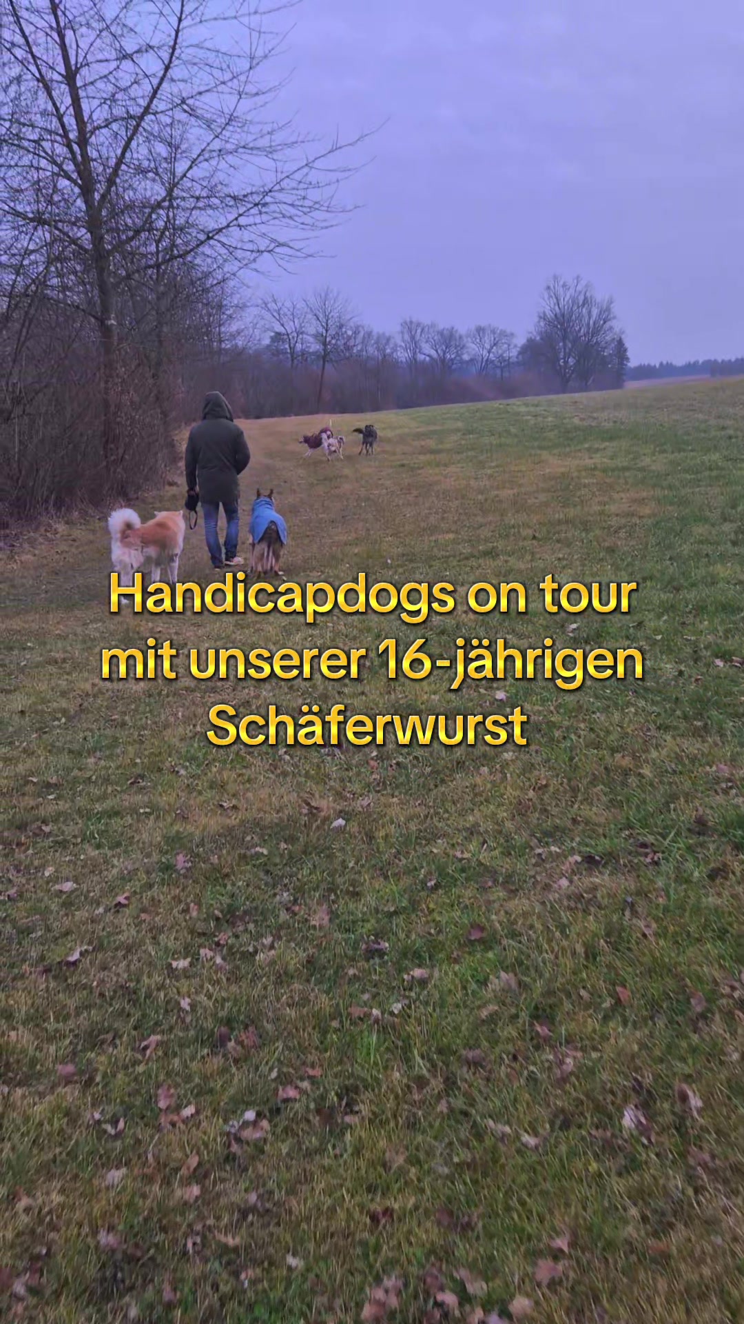 @Handicap.dogs.on.tour.