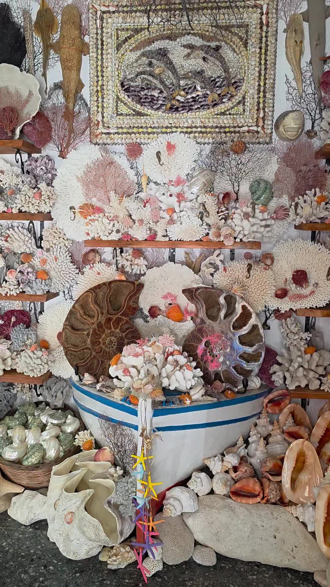 @Paris Shells Shop