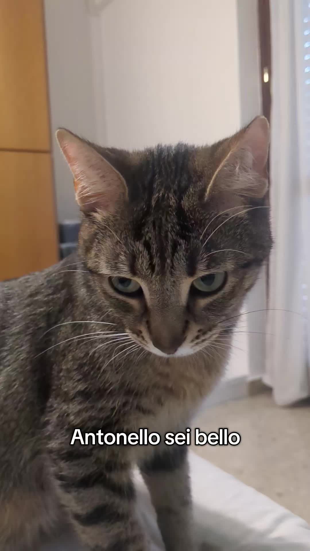 @Lello The Cat