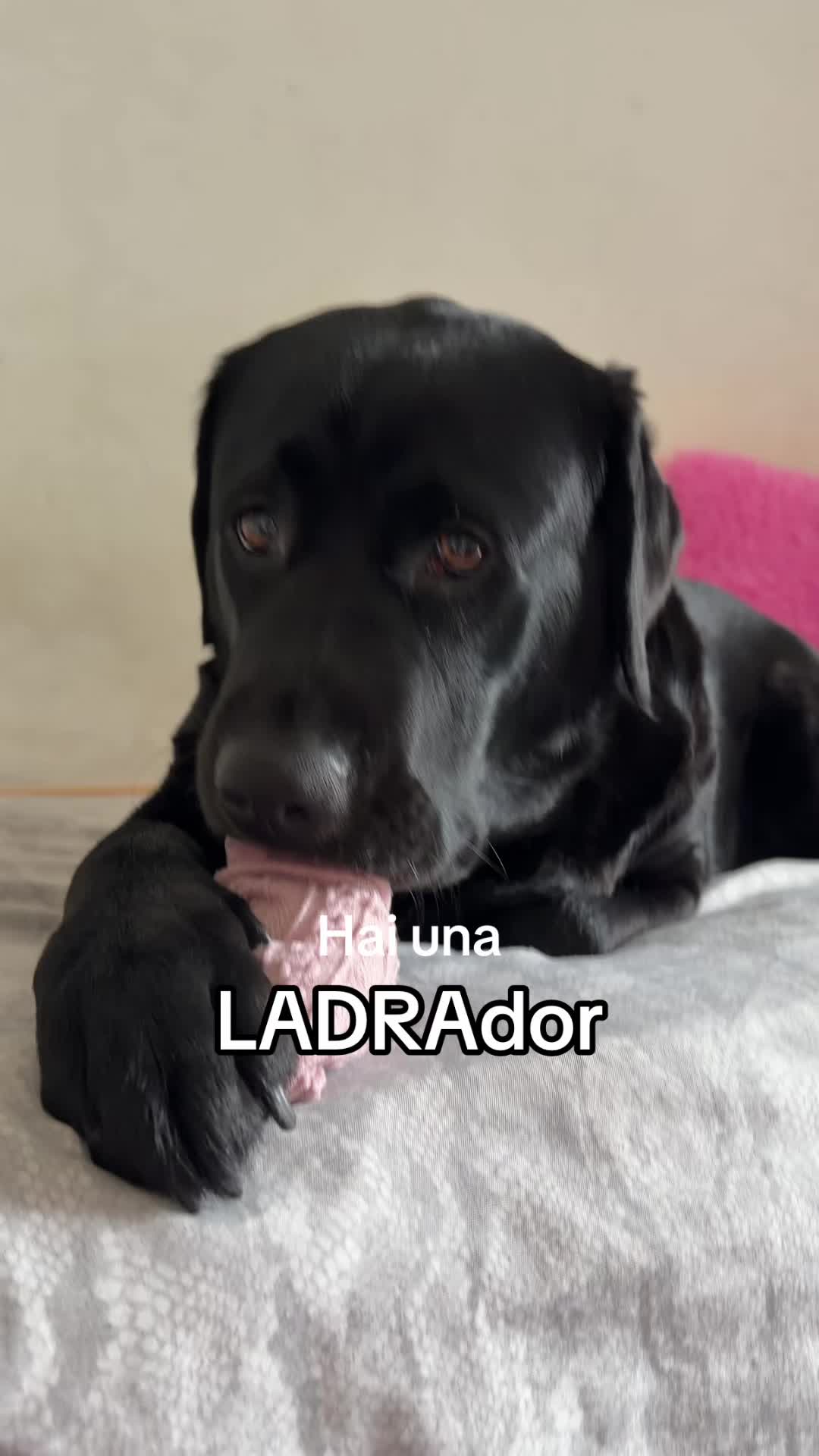 @Cloe e sabry🖤🐾