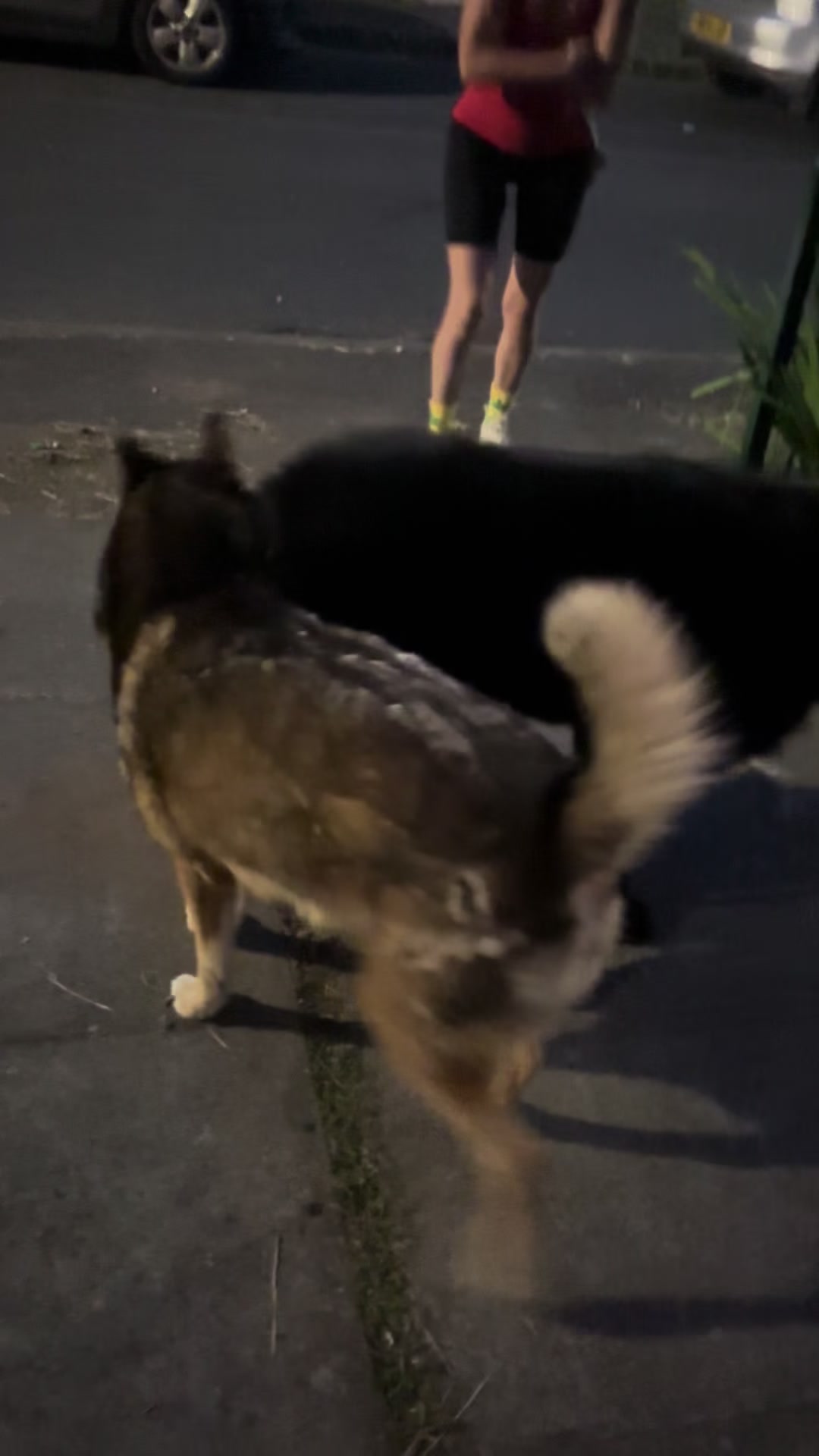 @Pablopoppypiperpoodle
