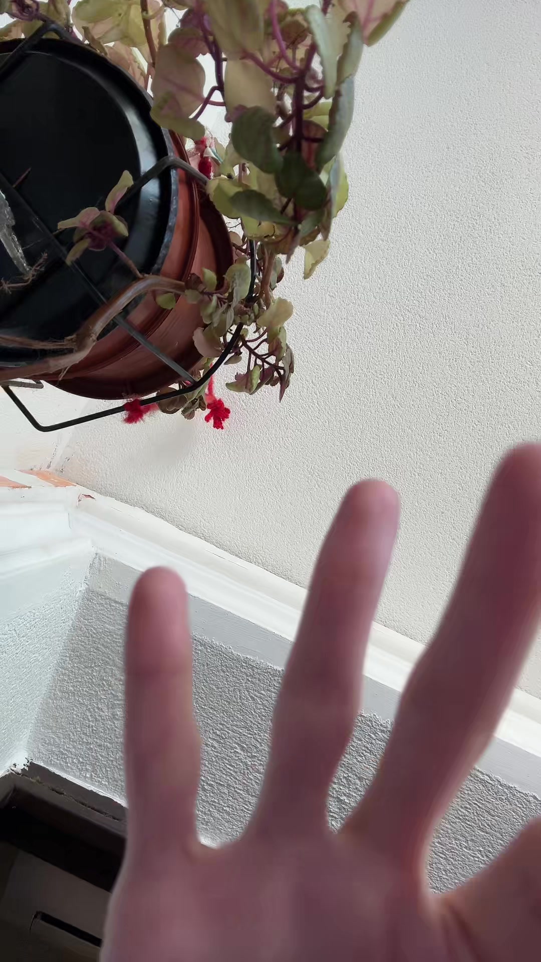 @Nαƚყᢉ𐭩